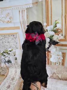 YORKSHIER TERRIER PUPPIES ( males, females) - Photo 5