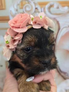 YORKSHIER TERRIER PUPPIES ( males, females) - Photo 6