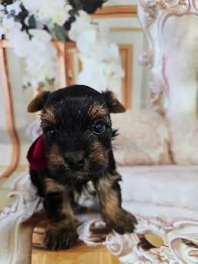 YORKSHIER TERRIER PUPPIES ( males, females) - Photo 7