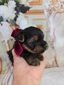 YORKSHIER TERRIER PUPPIES ( males, females) - Photo 8