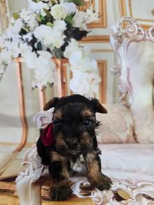 YORKSHIER TERRIER PUPPIES ( males, females) - Photo 9