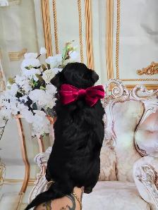 YORKSHIER TERRIER PUPPIES ( males, females) - Photo 10
