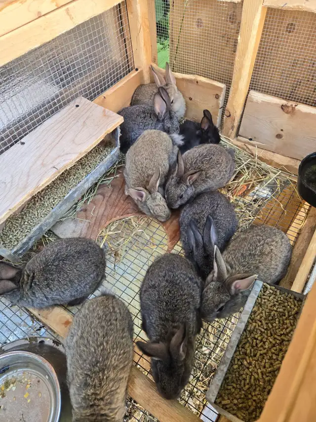 Quails and Rabbits for sale