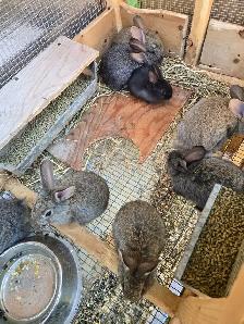 Quails and Rabbits for sale - Photo 2