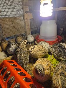 Quails and Rabbits for sale - Photo 3