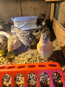 Quails and Rabbits for sale - Photo 4