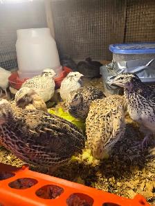 Quails and Rabbits for sale - Photo 5