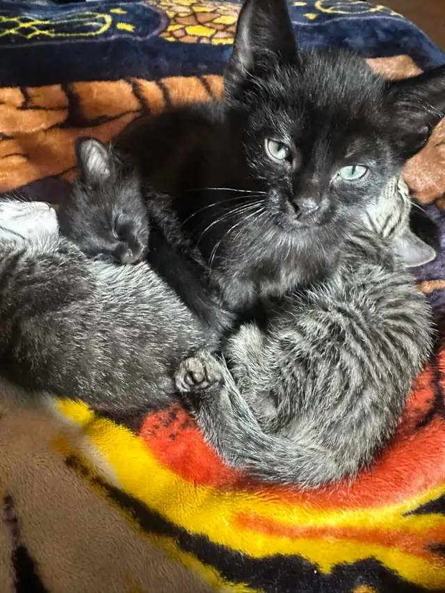 4 baby kittens $60 each