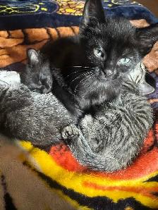 4 baby kittens $60 each