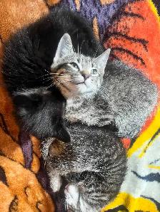 4 baby kittens $60 each - Photo 3