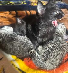 4 baby kittens $60 each - Photo 4