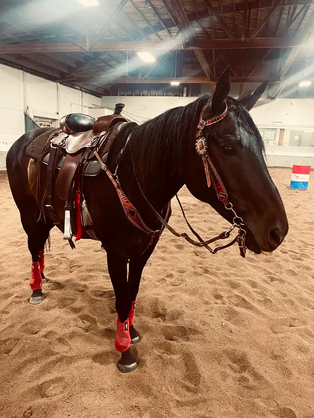 Broke Gelding
