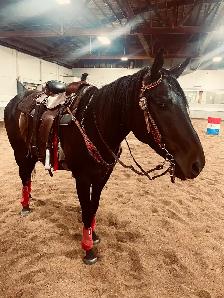 Broke Gelding