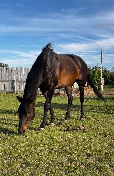 Broke Gelding - Photo 2