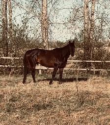 Broke Gelding - Photo 3