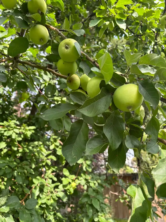 Free apples