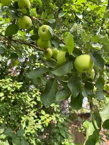 Free apples