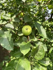Free apples - Photo 2