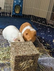 Rascally Rabbit Rescue - Bonded Guineapigs