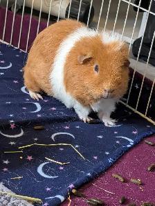 Rascally Rabbit Rescue - Bonded Guineapigs - Photo 2