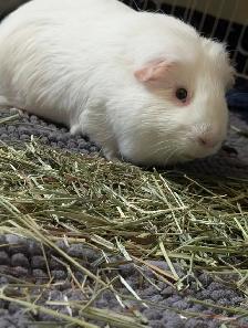 Rascally Rabbit Rescue - Bonded Guineapigs - Photo 3