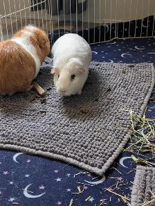 Rascally Rabbit Rescue - Bonded Guineapigs - Photo 4