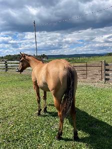 MJB Little Miss Fancy - Photo 2