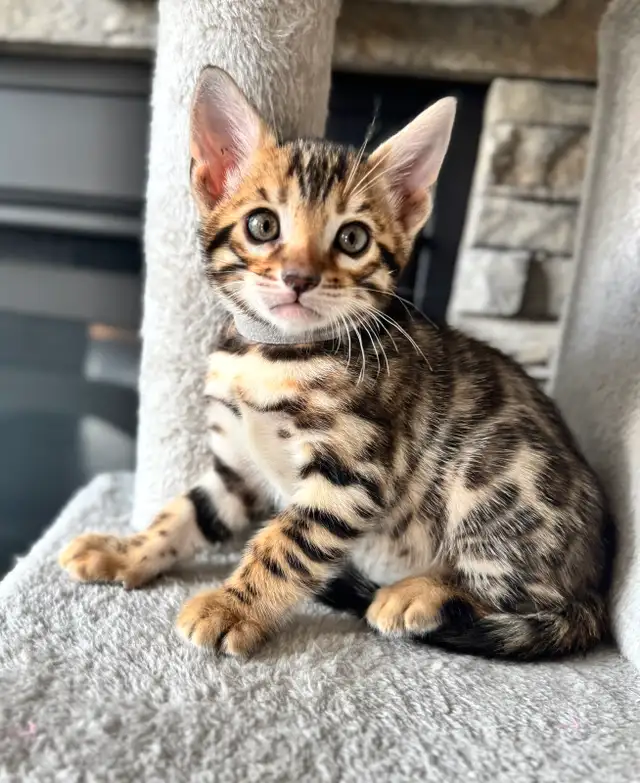 PUREBRED Golden Bengal Kittens