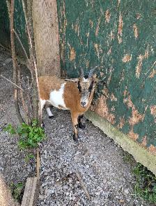 2 jeunes femelles chevres naine nigerienne