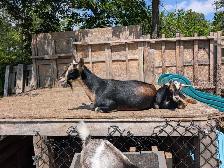 2 jeunes femelles chevres naine nigerienne - Photo 3