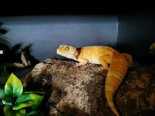Mandarin Tangerine Leopard Gecko
