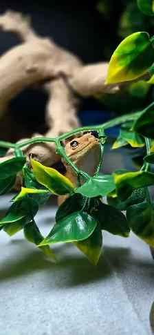 Mandarin Tangerine Leopard Gecko - Photo 2