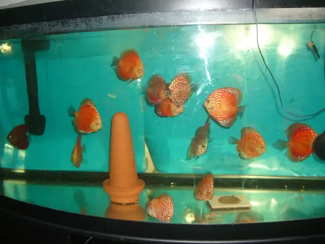 FOR SALE BEAUTIFUL DISCUS FISH ( 3 FOR $200 )