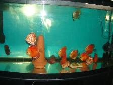 FOR SALE BEAUTIFUL DISCUS FISH ( 3 FOR $200 ) - Photo 2