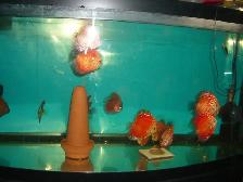 FOR SALE BEAUTIFUL DISCUS FISH ( 3 FOR $200 ) - Photo 3