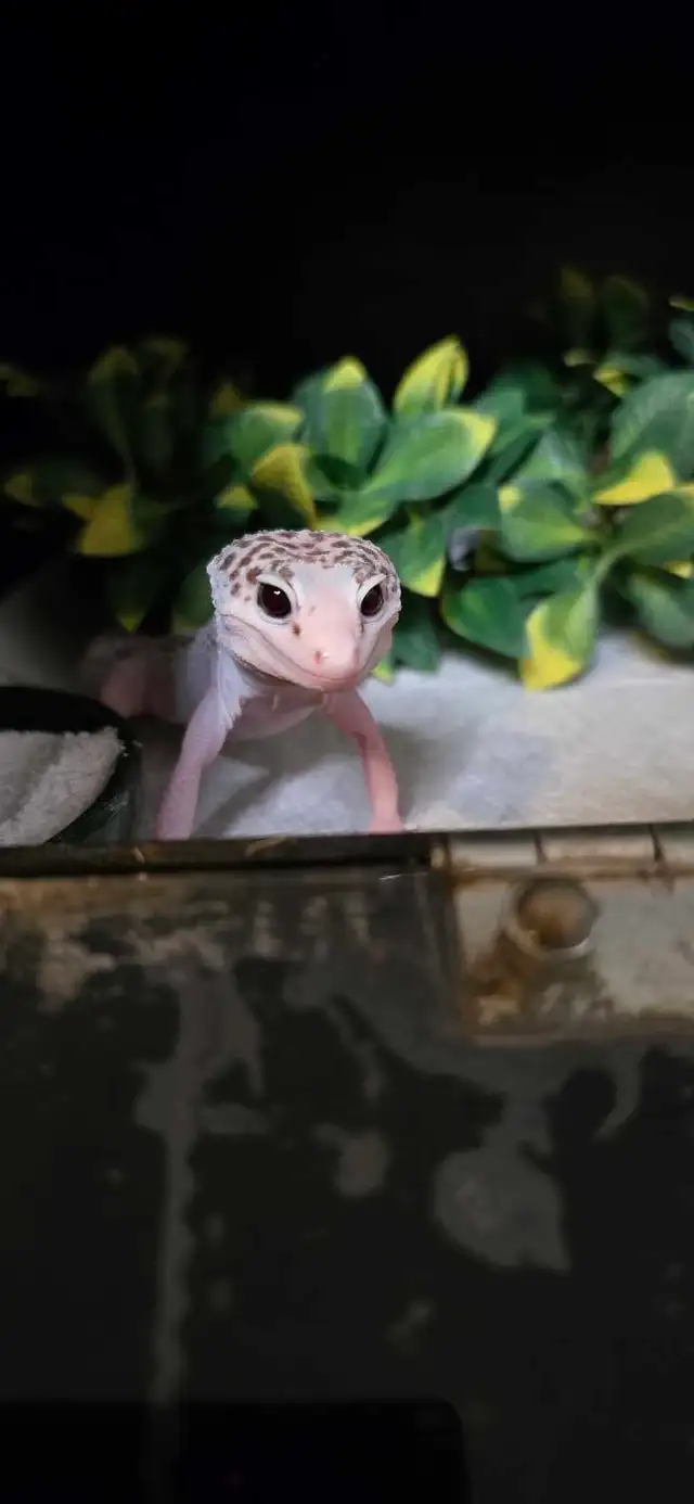 Super Galaxy Pied Leopard Gecko