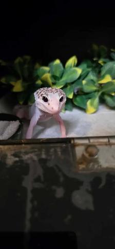 Super Galaxy Pied Leopard Gecko