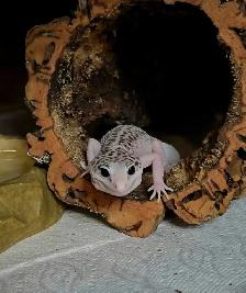 Super Galaxy Pied Leopard Gecko - Photo 2