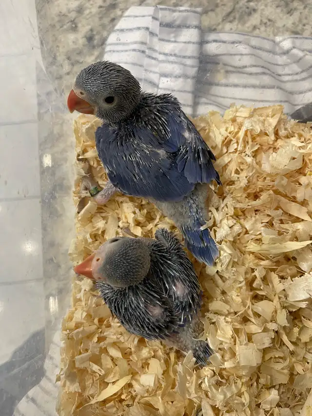 Violet Indian Ringneck baby's.