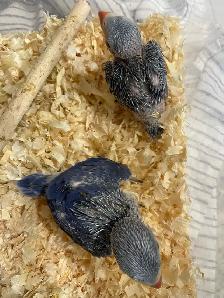 Violet Indian Ringneck baby's. - Photo 2