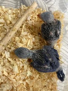 Violet Indian Ringneck baby's. - Photo 3