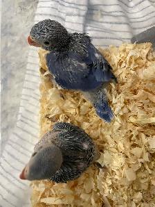 Violet Indian Ringneck baby's. - Photo 4