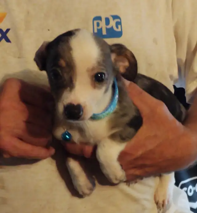 Miniature dachshund x chihuahua (Chi-weenies)