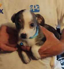 Miniature dachshund x chihuahua (Chi-weenies)