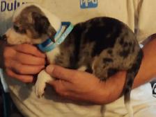 Miniature dachshund x chihuahua (Chi-weenies) - Photo 2