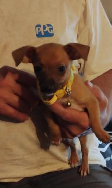Miniature dachshund x chihuahua (Chi-weenies) - Photo 3