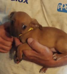 Miniature dachshund x chihuahua (Chi-weenies) - Photo 4