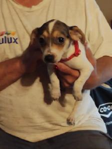 Miniature dachshund x chihuahua (Chi-weenies) - Photo 5