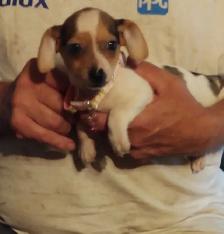 Miniature dachshund x chihuahua (Chi-weenies) - Photo 6