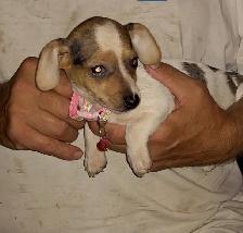 Miniature dachshund x chihuahua (Chi-weenies) - Photo 7